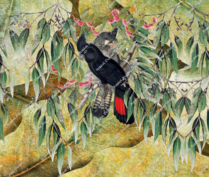 Black Cockatoos-Green background.