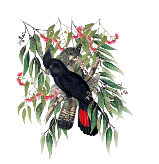 Two Black Cockatoos©